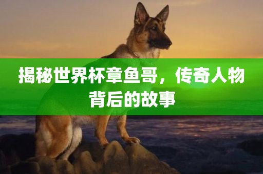 揭秘世界杯章鱼哥，传奇人物背后的故事沧州禾苗留学中介服务有限公司
