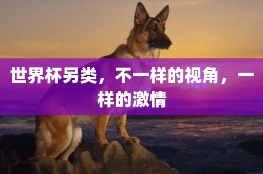世界杯另类，不一样的视角，一样的激情沧州禾苗留学中介服务有限公司